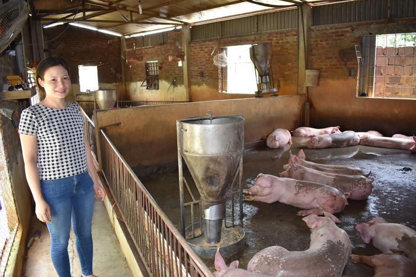 Pig pens power a solution to climate change in Vietnam